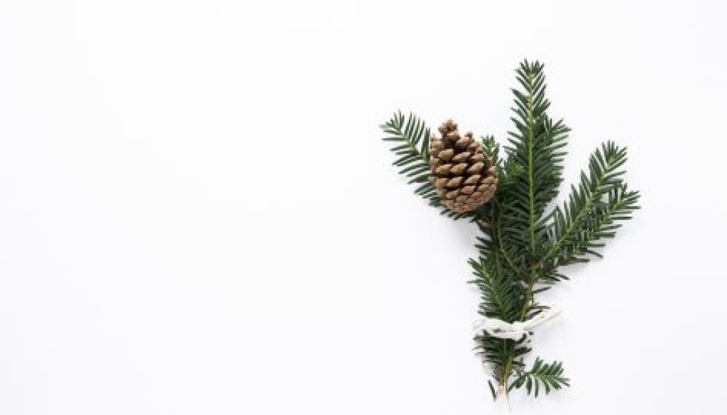 Per fare un albero basta un click!