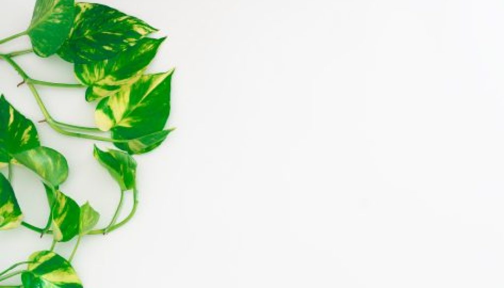 Golden pothos or devil's ivy or Epipremnum aureum, heart-shaped